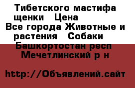  Тибетского мастифа щенки › Цена ­ 10 000 - Все города Животные и растения » Собаки   . Башкортостан респ.,Мечетлинский р-н